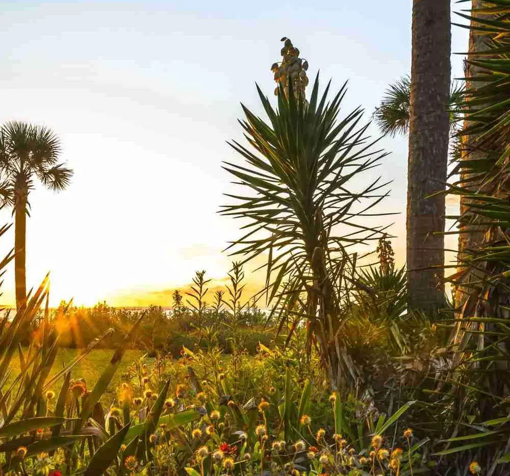 Isle Of Palms