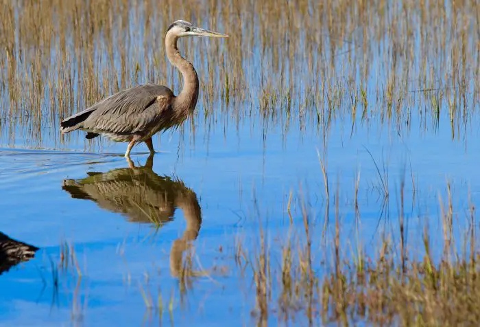 Pinckney Refuge